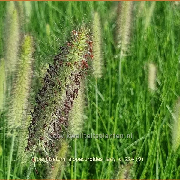 Pennisetum alopecuroides 'Lady U'