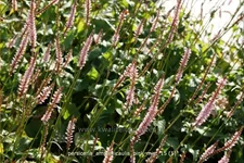 Persicaria amplexicaulis 'Pink Mist'