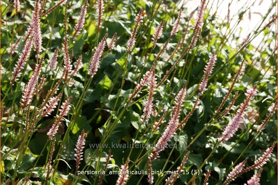 Persicaria amplexicaulis 'Pink Mist'
