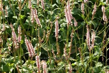 Persicaria amplexicaulis 'Pink Mist'