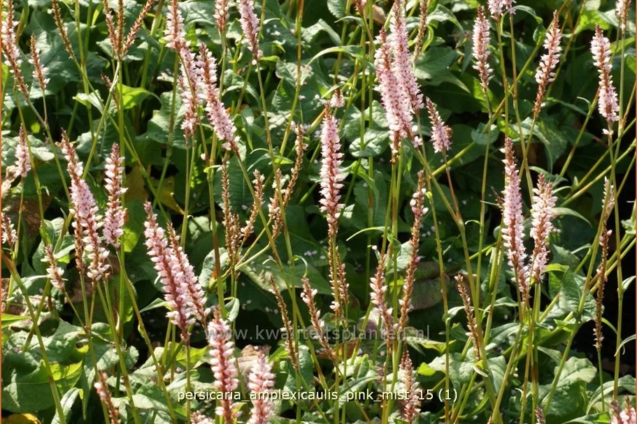 Persicaria amplexicaulis 'Pink Mist'