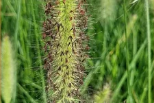 Pennisetum alopecuroides 'Lady U'
