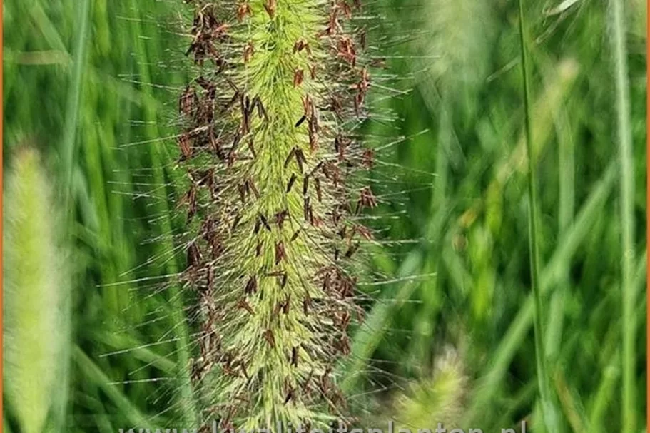 Pennisetum alopecuroides 'Lady U'