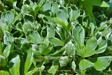 Pachysandra terminalis 'Variegata'