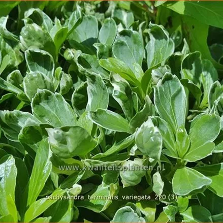 Pachysandra terminalis 'Variegata'
