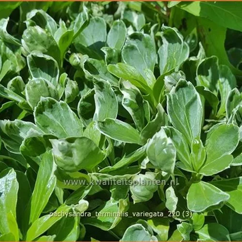Pachysandra terminalis 'Variegata'