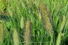 Pennisetum alopecuroides 'Lady U'