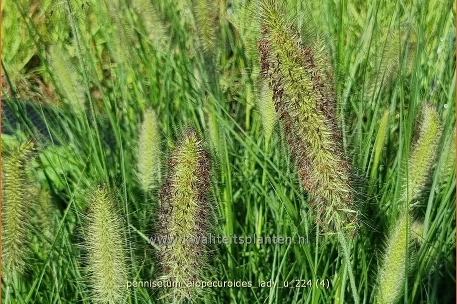Pennisetum alopecuroides 'Lady U'