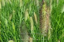 Pennisetum alopecuroides 'Lady U'