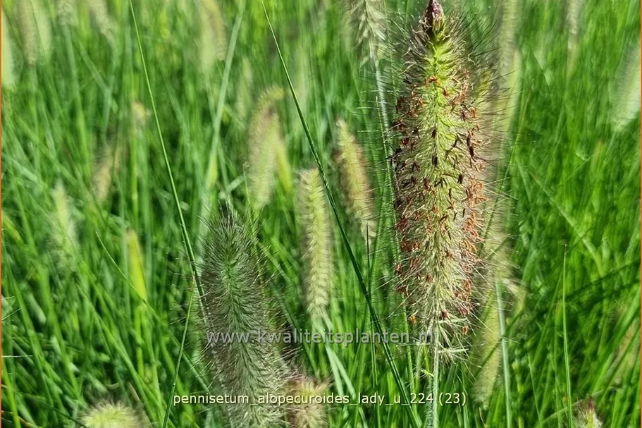 Pennisetum alopecuroides 'Lady U'