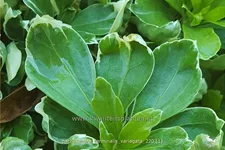 Pachysandra terminalis 'Variegata'