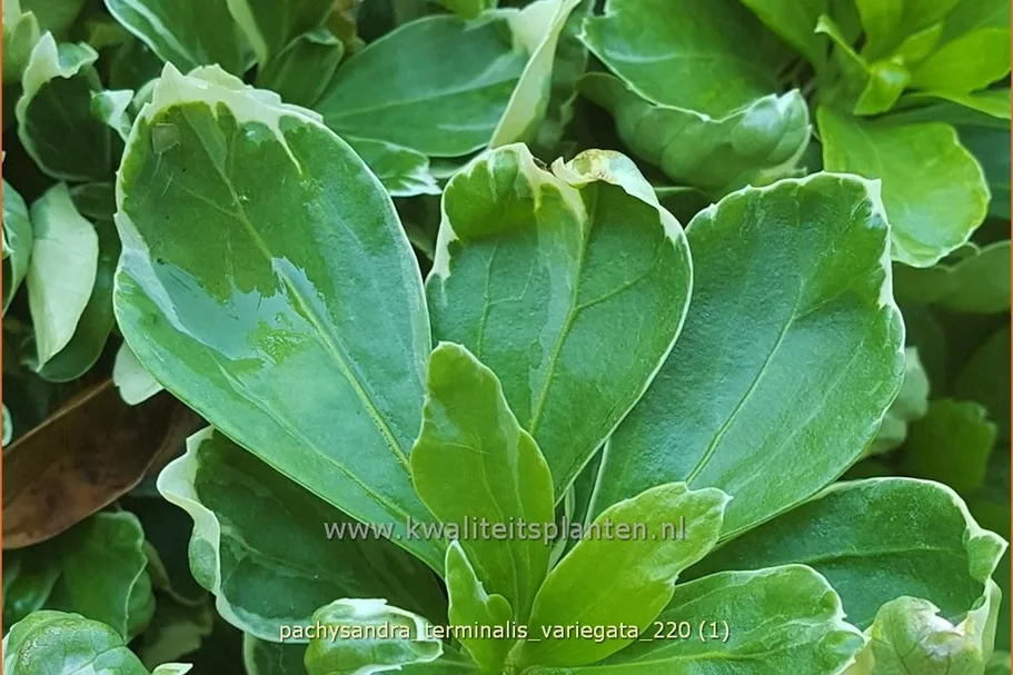 Pachysandra terminalis 'Variegata'