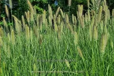 Pennisetum alopecuroides 'Lady U'