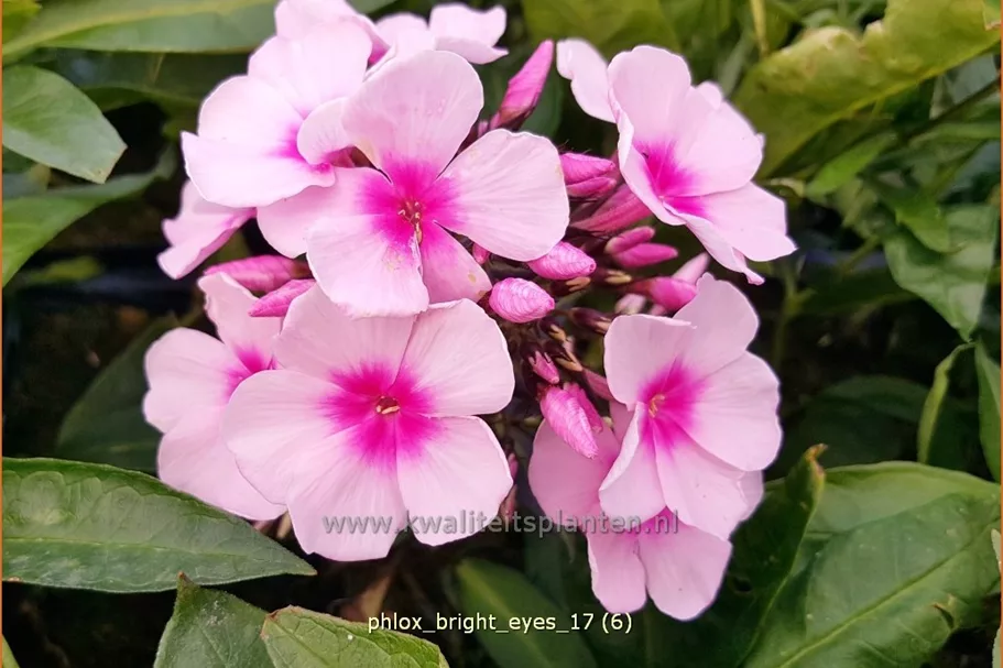 Phlox paniculata 'Bright Eyes'