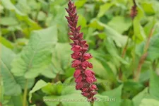 Persicaria amplexicaulis 'Red Baron'