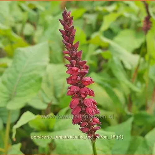 Persicaria amplexicaulis 'Red Baron'