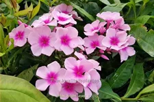 Phlox paniculata 'Bright Eyes'