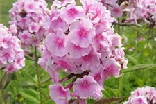 Phlox paniculata 'Bright Eyes'