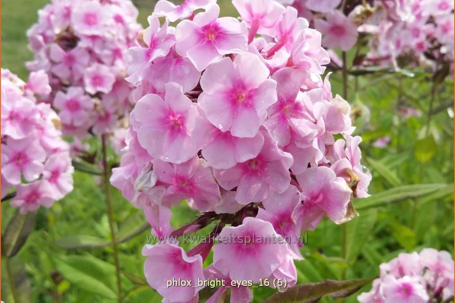 Phlox paniculata 'Bright Eyes'