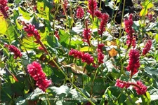 Persicaria amplexicaulis 'Red Baron'