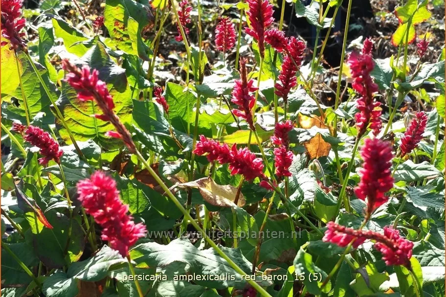 Persicaria amplexicaulis 'Red Baron'