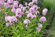 Phlox paniculata 'Bright Eyes'