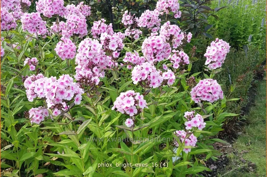 Phlox paniculata 'Bright Eyes'