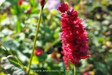 Persicaria amplexicaulis 'Red Baron'