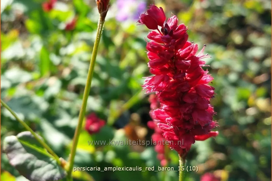 Persicaria amplexicaulis 'Red Baron'