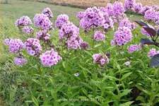 Phlox paniculata 'Bright Eyes'