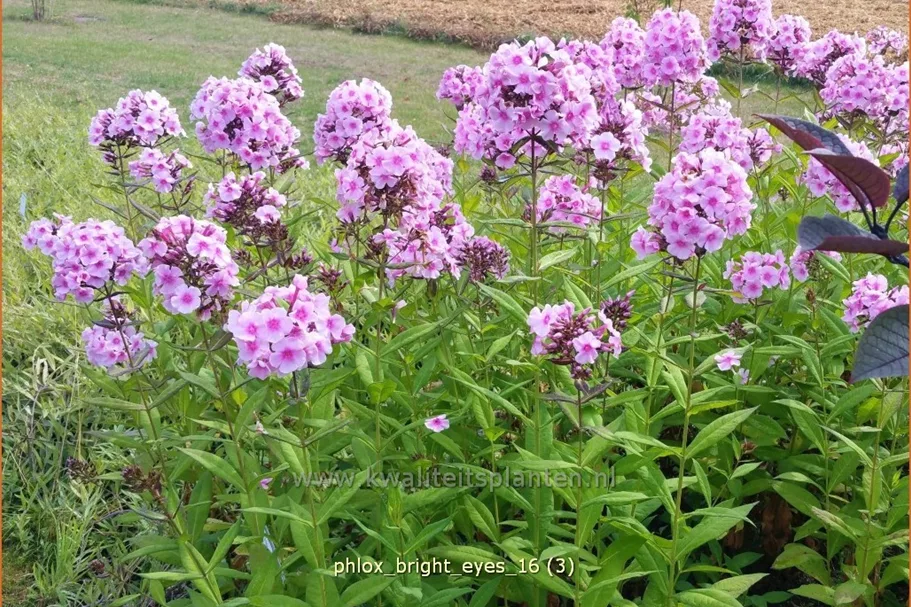 Phlox paniculata 'Bright Eyes'