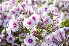 Phlox paniculata 'Bright Eyes'