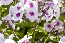 Phlox paniculata 'Bright Eyes'