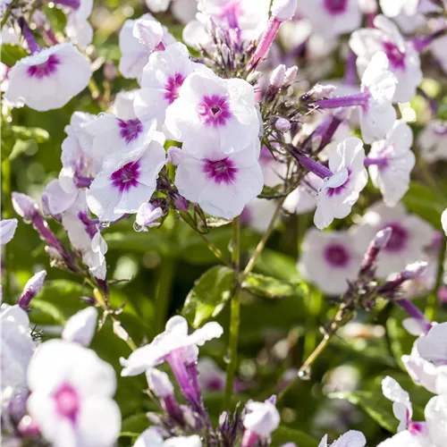 Phlox paniculata 'Bright Eyes'