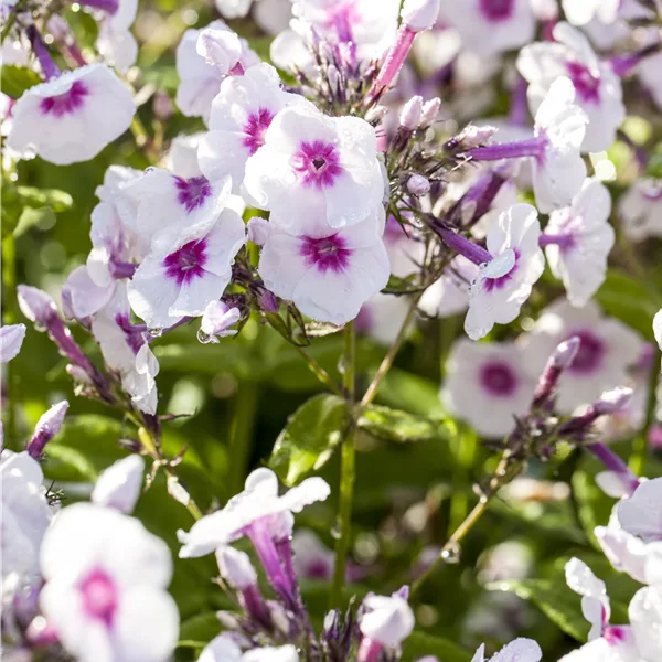 Phlox paniculata 'Bright Eyes'