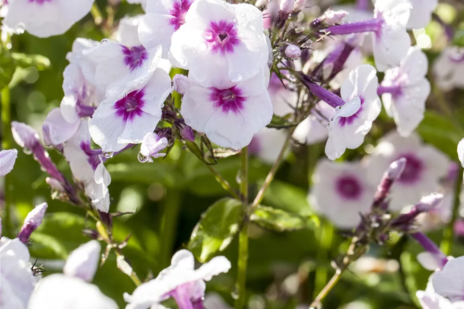 Phlox paniculata 'Bright Eyes'