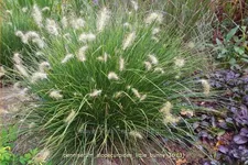 Pennisetum alopecuroides 'Little Bunny'