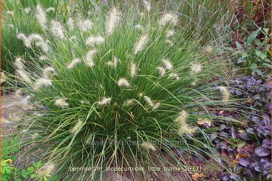 Pennisetum alopecuroides 'Little Bunny'