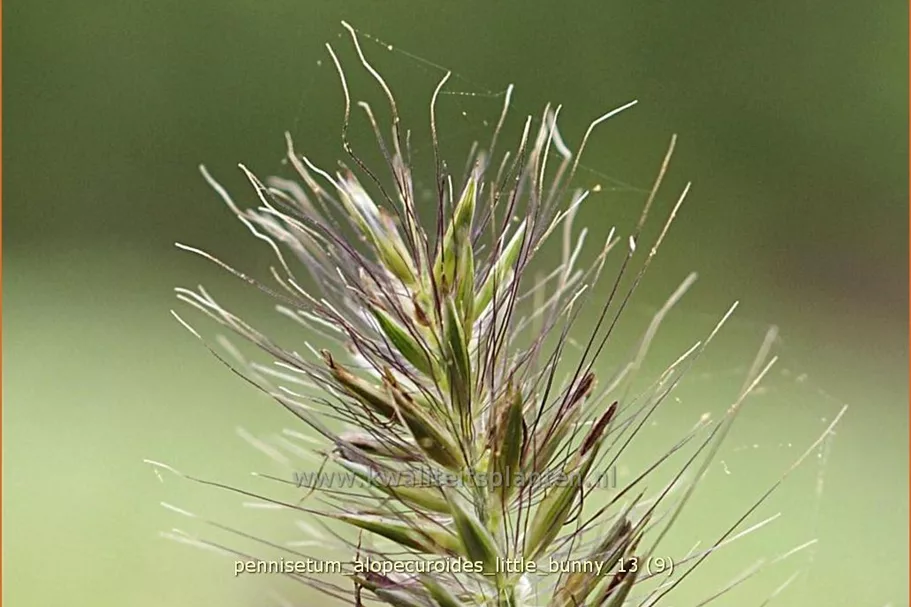 Pennisetum alopecuroides 'Little Bunny'