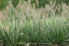 Pennisetum alopecuroides 'Little Bunny'