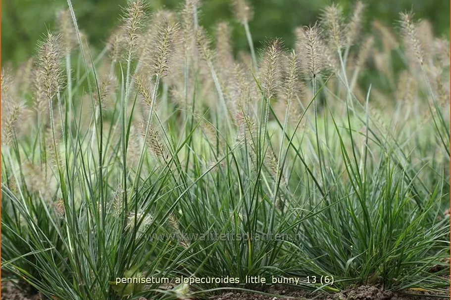 Pennisetum alopecuroides 'Little Bunny'