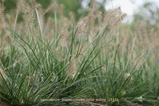 Pennisetum alopecuroides 'Little Bunny'