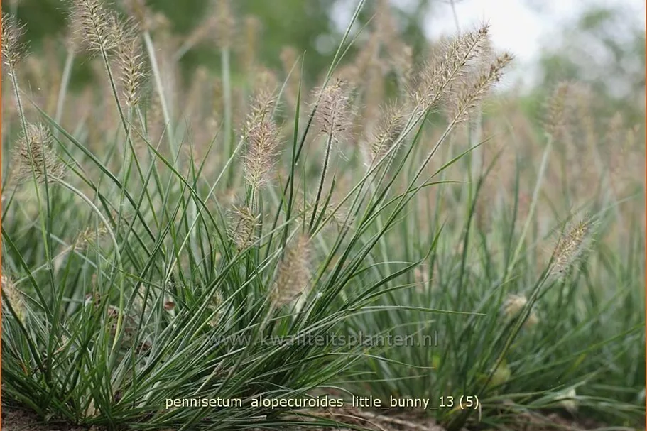 Pennisetum alopecuroides 'Little Bunny'