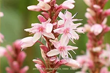 Persicaria amplexicaulis 'Rosea'