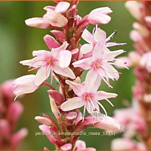 Persicaria amplexicaulis 'Rosea'