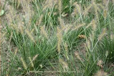 Pennisetum alopecuroides 'Little Bunny'