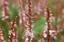 Persicaria amplexicaulis 'Rosea'