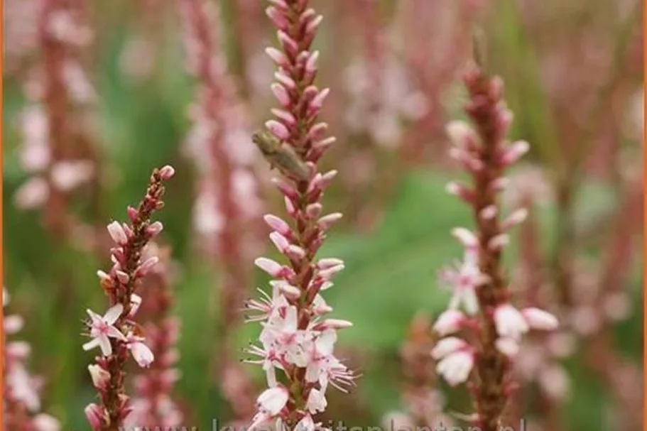 Persicaria amplexicaulis 'Rosea'