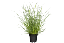 Pennisetum alopecuroides 'Little Bunny'