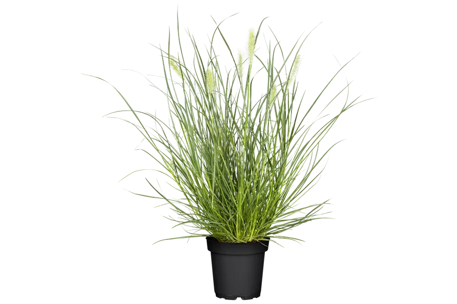 Pennisetum alopecuroides 'Little Bunny'